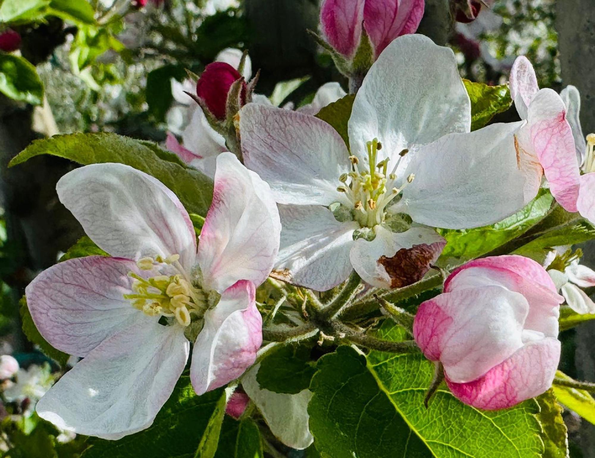 Ferienwohnungen Jojasa Laces Kültér fotó